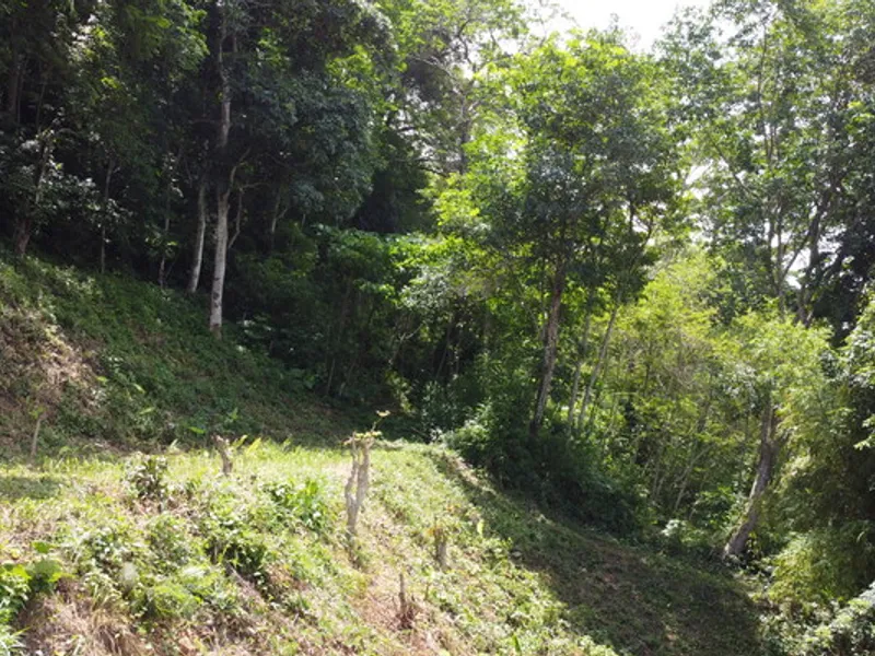 2 Rai Hillside Lake View Land for Sale, Kathu, Freehold - Kathu, Phuket - Main photo