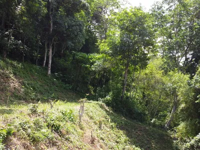 2 Rai Hillside Lake View Land for Sale, Kathu, Freehold - Kathu, Phuket - Photo 27