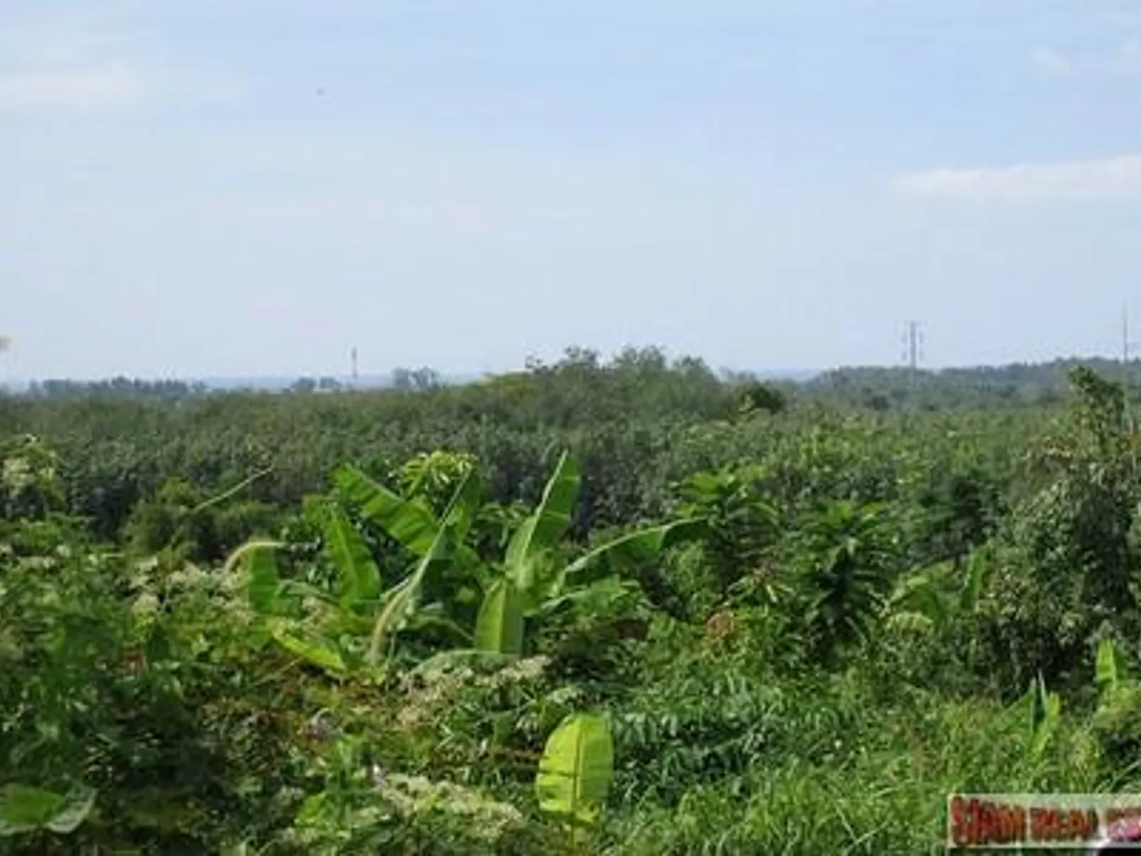 9,988 sqm Sea View Land for Sale, Mai Khao, Freehold - Mai Khao, Phuket - Photo 22