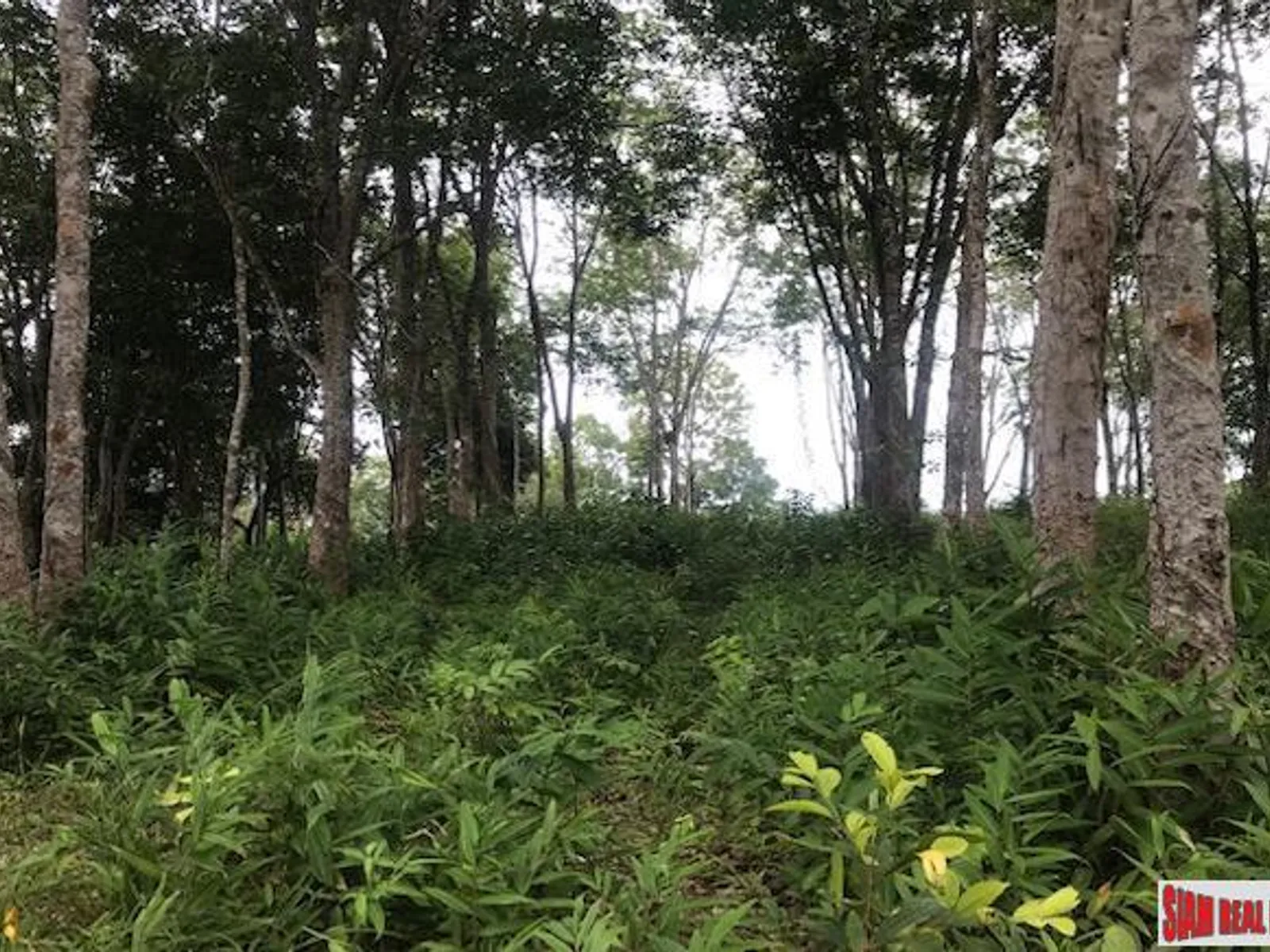 33,600 sqm Sea View Hillside Land for Sale, Koh Kaew, Freehold - Koh Kaew, Phuket - Photo 2